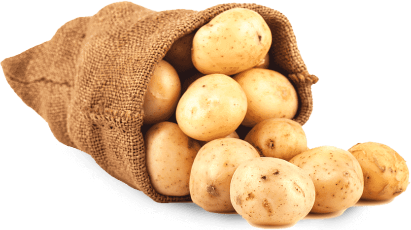 Photo de patates issues de l'agriculture normande